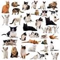 Cat Breeds with Pictures - Different Breeds of Cat Information
