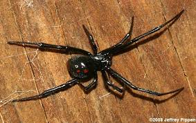 Maybe you would like to learn more about one of these? Black Widow Latrodectus Sp