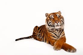 See more ideas about cute tiger cubs, cute tigers, baby animals. Sumatran Tiger Facts And Photos