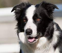 It S The Eyes Australian Shepherd Dogs Best Dog Breeds Cute Animals
