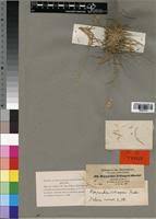 Image result for Harpachne