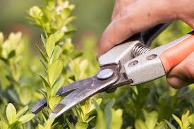 Check spelling or type a new query. Growing And Caring For Boxwood Shrubs Garden Design