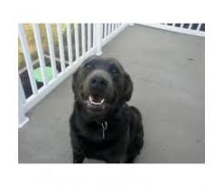 Breeders of high quality akc labrador retriever puppies (lab pups) in white, ivory, yellow, red, chocolate & black. 3 Chocolate Lab Puppies For Sale In Butler Pennsylvania Puppies For Sale Near Me