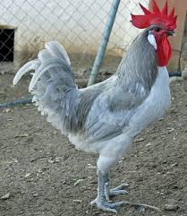 Bird Without Tail Feathers Pin On Kurinyj Subchik