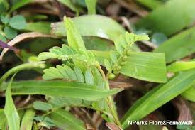 Image result for Phyllanthus nyikae