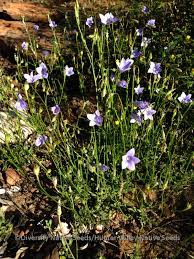All three species flower in spring and summer. Wahlenbergia Spp Diversity Native Seeds
