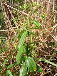 Image result for Clerodendrum formicarum