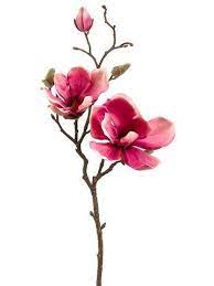 Check spelling or type a new query. Magnolia 19 Spray Rose Flower Drawing Flower Painting Floral Painting