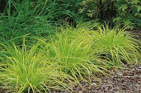 Top Ornamental Grasses For Designers Society Of Garden Designers