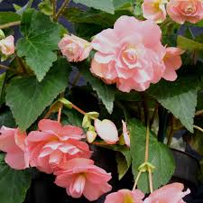Image result for Begonia loranthoides