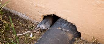 What sign is most likely to indicate a pest infestation? Rats In A Restaurant Pest Control Procedure Advice