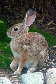 Animals that live in wyoming. List Of Mammals Of Wyoming Wikipedia