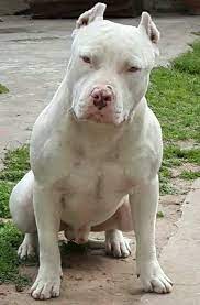 We did not find results for: Pitbull Luv Bully Breeds Dogs Pitbull Terrier American Pitbull Terrier