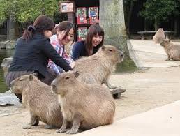 Sandy cheeks from the spongebob movie: Capybara Vs Human
