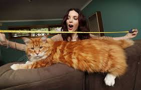 The maine coon is sweet and friendly, with the typically curious cat nature. On Vous Presente Omar Le Futur Plus Grand Chat Du Monde Qui Mesure 1 20 M