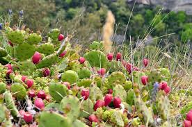 Prickly pear cacti in a rock garden that receives sunlight most of the day. Prickly Pear Cactus Plant Care Growing Guide