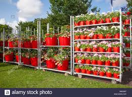 Our flower pot line includes indoor garden planters, outdoor flower furthermore, our wholesale garden pots come in array of sizes from small to very large to meet your needs. Wholesale Potted Garden Centre Plants Shrubs Flowers On Trolley Horticultural Industry Greenhouse Mesh Wire Plant Nursery Danish Cart Flower Display Dutch Trolleys Full Of Flowering Plants For Southport Flower Show 2019