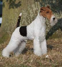 ch travella striking steel a top winning wire by starlord x scarlet rose oliver was t fox terrier smooth terriers coloriage skieur