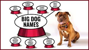 The best names from disney shows and movies for your dog — good boy or good girl! 160 Best Big Dog Names Backed With Full Meanings Petmoo