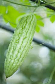 Image result for Momordica charantia