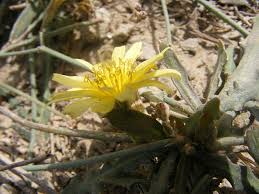 Image result for Launaea rogersii