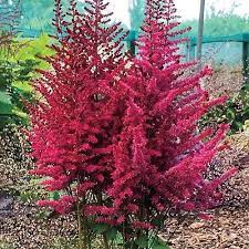 Bachelor Party Astilbe Perennials Edging Plants Shade Loving Perennials