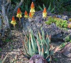 Image result for Aloe pienaarii