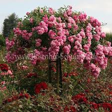 Super Dorothy Rosen Online Kaufen Im Rosenhof Schultheis Rosen Online Kaufen Im Rosenhof Schultheis Pflanzen Garten Rosen Pflanzen