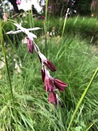 Image result for Dierama longistylum