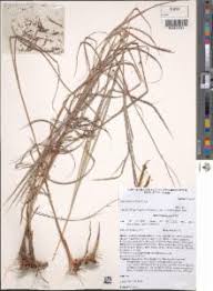 Image result for Eulalia polyneura