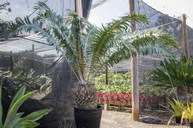 Image result for Encephalartos gratus