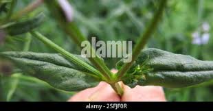 Image result for Conostomium natalense