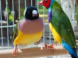 We did not find results for: Free Ad Post Gouldian Finches Birds For Adoption Ratnapura