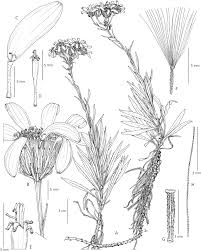 Image result for Senecio latifolius