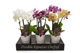 Double Espresso Orchid Orchids Silver Vase Orchid Care