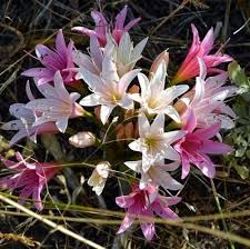 Image result for Ammocharis