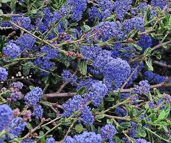Image result for Ceanothus thyrsiflorus
