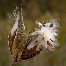 Prairie Milkweed Asclepias Sullivantii Seed Pods And Fluff Seed Pods Milkweed Milkweed Seeds