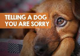 It happened to me with red velvet songs. How To Apologize To Your Dog Telling Him Sorry In 5 Steps