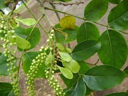 Image result for Ateleia