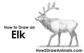 How To Draw An Elk Elk art, elk, pencil drawing of the majestic rocky mountain elk in the wilderness.