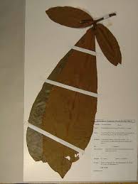 Image result for Gilbertiodendron dewevrei