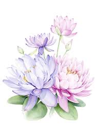 Https Www Polinabright Com Collections Flower Prints Products Water Lilies Cvetochnye Kartiny Botanicheskie Risunki Botanicheskie Illyustracii