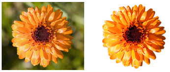 Check spelling or type a new query. Photoshop Cut Out Shape And Removing Backgrounds