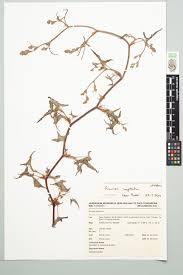 Image result for Rumex sagittatus