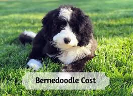 Usually, the price of a bernedoodle puppy will come with any initial the complete bernedoodle cost is large over the lifetime of your dog. How Much Does A Bernedoodle Cost 2021