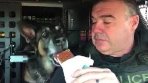 We did not find results for: Arizona Police Officer Gives Retiring K 9 Bruno A Heartwarming Send Off Cnn Video