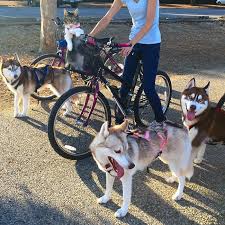 Sibirya Kurtlarinin Olumden Kurtardigi Kedi Dogs Animals Cute Animals