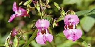 Check spelling or type a new query. Seven Of The Most Invasive Plants In The Uk Cel Solicitors