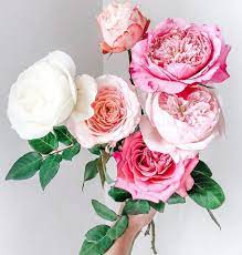 Sage green flowers and events. Repost Sage Green Flowers Events I Received These Beauties Today As A Gift What A Special Treat As The Flower Sage Green Flowers Flowers Growing Roses